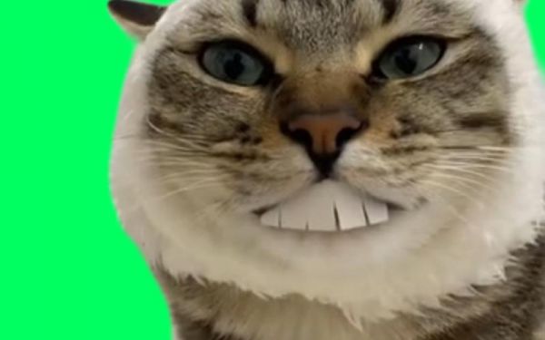 苏猫丝巾价格(苏猫丝巾价格多少)-图3 苏猫丝巾价格(苏猫丝巾价格多少)-图3