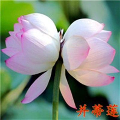 万维莎价格（万维莎种植）