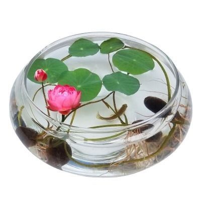 万维莎价格(万维莎种植)-图3 万维莎价格(万维莎种植)-图3