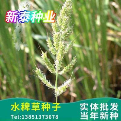稗子米价格（稗子批发）