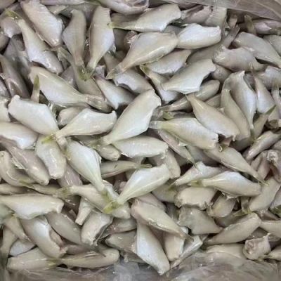 马面鱼价格(马面鱼的口感)-图2 马面鱼价格(马面鱼的口感)-图2