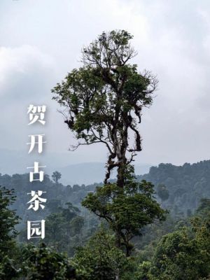 贺开古茶价格(贺开古茶园简介)-图2 贺开古茶价格(贺开古茶园简介)-图2