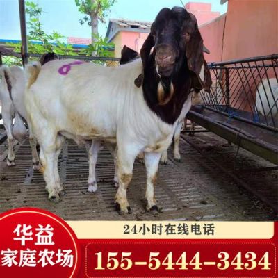 普通山羊价格（本地山羊的价格）