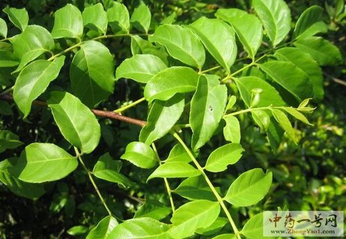 胆木的价格(胆木树图片)-图3 胆木的价格(胆木树图片)-图3