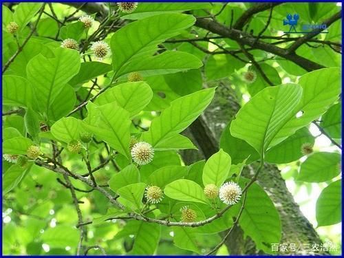 胆木的价格(胆木树图片)-图2 胆木的价格(胆木树图片)-图2