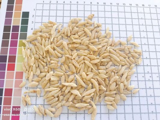 鲜麦冬价格（麦冬零售价格）