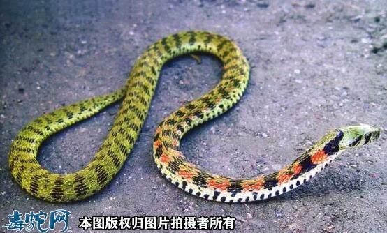 霸王蛇价格(霸王蛇是什么)-图3 霸王蛇价格(霸王蛇是什么)-图3