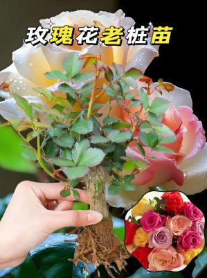 云彬树苗价格(介绍一种事物玫瑰花300字)-图2 云彬树苗价格(介绍一种事物玫瑰花300字)-图2