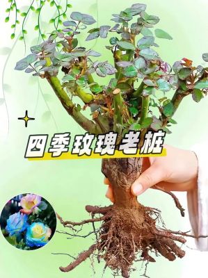 云彬树苗价格(介绍一种事物玫瑰花300字)-图3 云彬树苗价格(介绍一种事物玫瑰花300字)-图3