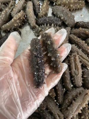 欧参宝价格（欧参和海参的区别）