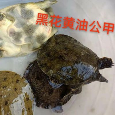 梅花鳖价格（梅花鳖是保护动物吗）