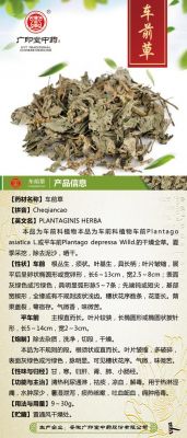 欧车前价格（欧车前是中药吗?）