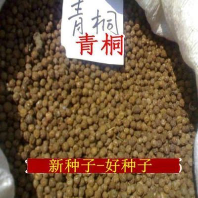 青桐价格(青桐种子多少钱一斤)-图3 青桐价格(青桐种子多少钱一斤)-图3