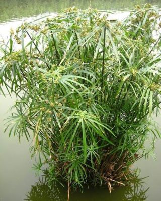 伞草价格（伞草功效）-图1