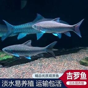 金吉罗价格（皇室金吉罗）