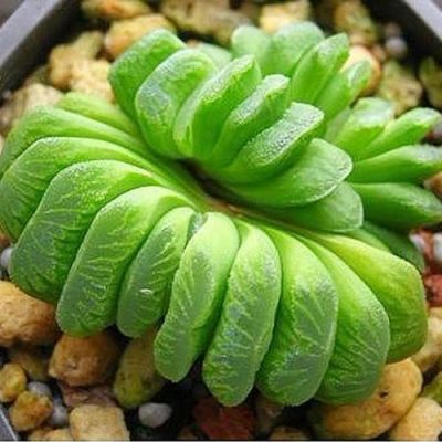 绿玉扇价格（绿玉扇怎么养）