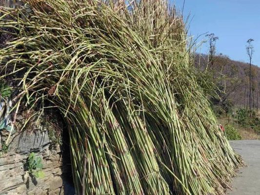 种子窖清青花40度价格(种子窖清青花40度500ml价格)-图3 种子窖清青花40度价格(种子窖清青花40度500ml价格)-图3