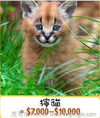 包含狞猫价格的词条-图3 包含狞猫价格的词条-图3