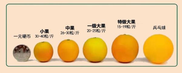 金水柑价格(椪柑和金水柑的区别)-图2 金水柑价格(椪柑和金水柑的区别)-图2