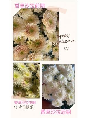 贵妃菊价格（贵妃桔在哪里种的）