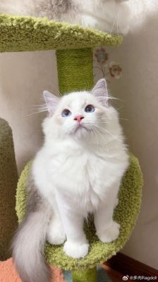 布隅猫的价格（布偶图片价格）