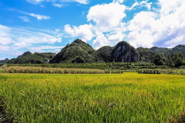 茅坝米价格(茅坝旅游景点)-图2 茅坝米价格(茅坝旅游景点)-图2