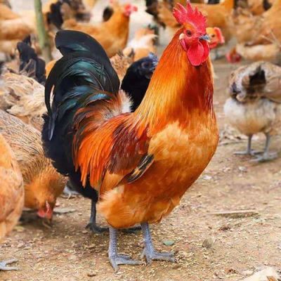 红公鸡价格行情(公鸡最新价格)-图3 红公鸡价格行情(公鸡最新价格)-图3