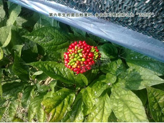 包含西洋参种子价格的词条-图3 包含西洋参种子价格的词条-图3