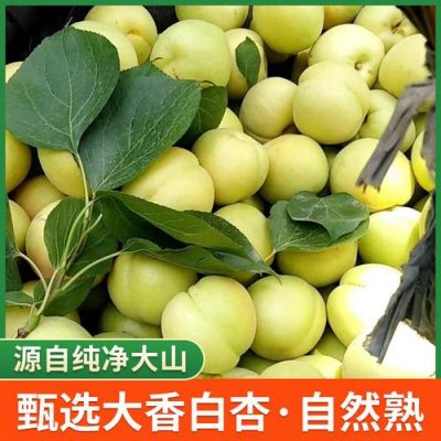 水白杏价格（水白杏新品种）
