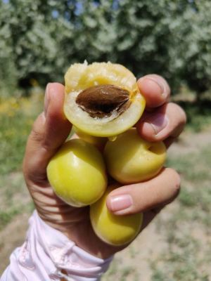 水白杏价格(水白杏新品种)-图2 水白杏价格(水白杏新品种)-图2