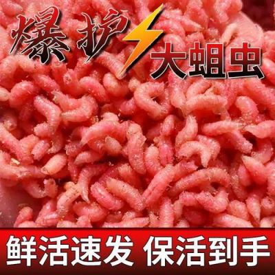 鲜蝇蛆价格(蝇蛆的价格)-图3 鲜蝇蛆价格(蝇蛆的价格)-图3