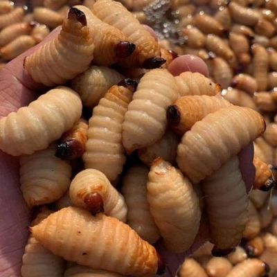 竹蛹价格(竹蛹的药用价值)-图3 竹蛹价格(竹蛹的药用价值)-图3