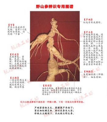 白参价格(白参价格区别那么大)-图2 白参价格(白参价格区别那么大)-图2
