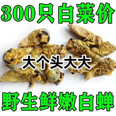 蝉菇价格(蝉菇有几种)-图2 蝉菇价格(蝉菇有几种)-图2