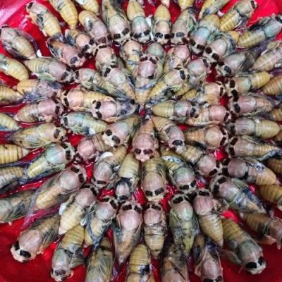 蝉菇价格(蝉菇有几种)-图3 蝉菇价格(蝉菇有几种)-图3