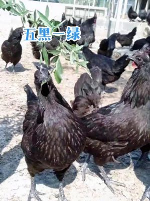 乌皮鸡价格(乌皮鸡好还是白皮好)-图2 乌皮鸡价格(乌皮鸡好还是白皮好)-图2