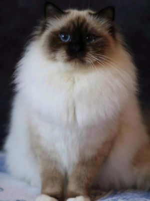 波曼猫价格(波曼猫价格多少钱一只)-图3 波曼猫价格(波曼猫价格多少钱一只)-图3