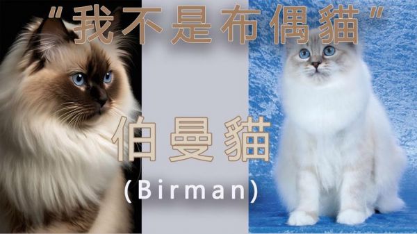 波曼猫价格（波曼猫价格多少钱一只）