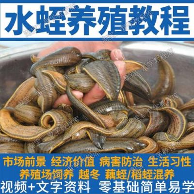 黑蚂蟥价格(黑蚂蝗养殖技术视频)-图2 黑蚂蟥价格(黑蚂蝗养殖技术视频)-图2
