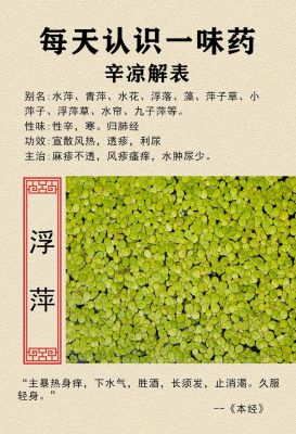 萍蓬草价格（萍蓬草的功效与作用）