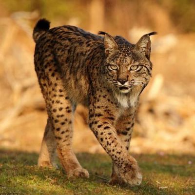 猞猁的价格(猞猁的价值)-图3 猞猁的价格(猞猁的价值)-图3