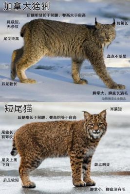 猞猁的价格(猞猁的价值)-图2 猞猁的价格(猞猁的价值)-图2