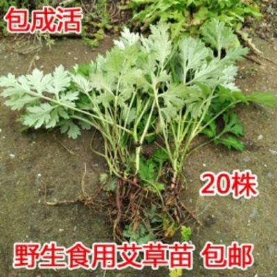 艾草苗价格(艾草 价格)-图2 艾草苗价格(艾草 价格)-图2