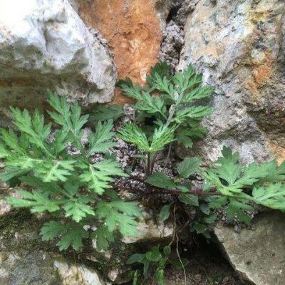 艾草苗价格(艾草 价格)-图3 艾草苗价格(艾草 价格)-图3