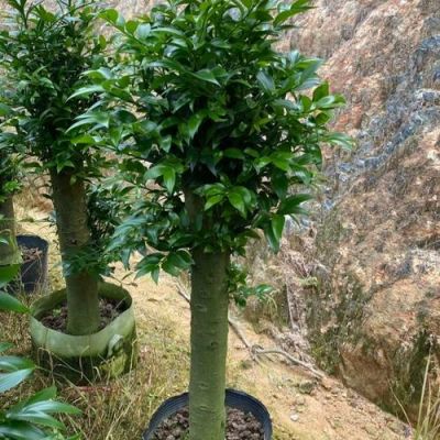 竹柏树价格表(竹柏树值钱吗)-图3 竹柏树价格表(竹柏树值钱吗)-图3