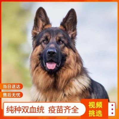 青岛德牧价格(青岛德牧牛品)-图2 青岛德牧价格(青岛德牧牛品)-图2