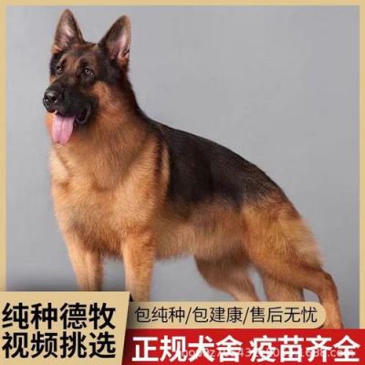 青岛德牧价格(青岛德牧牛品)-图3 青岛德牧价格(青岛德牧牛品)-图3