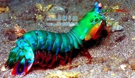 绿虾蛄价格(绿虾蛄分布区域)-图3 绿虾蛄价格(绿虾蛄分布区域)-图3