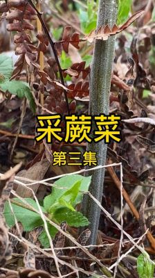 新鲜蕨菜价格(新鲜蕨菜的功效作用及危害)-图3 新鲜蕨菜价格(新鲜蕨菜的功效作用及危害)-图3