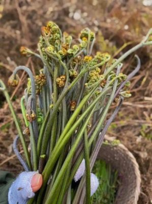 新鲜蕨菜价格(新鲜蕨菜的功效作用及危害)-图2 新鲜蕨菜价格(新鲜蕨菜的功效作用及危害)-图2